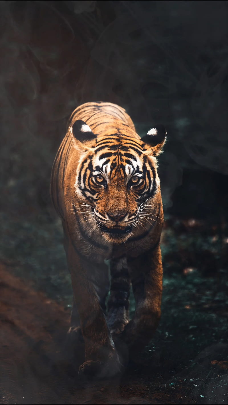 Tigre animado, gato, Fondo de pantalla de teléfono HD | Peakpx
