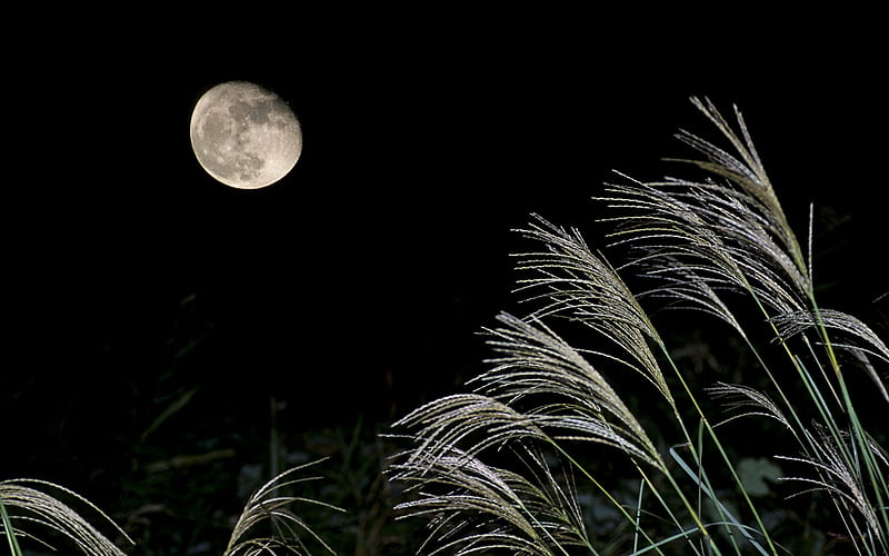 Full Moon Night. Wooooowwww!, grass, wheat, dim, sombre, nice, infinite, bright, blackish, opacity, murky, dusky, gloom, murkiness, muddy, dismal, moonlight, wolf, white, scenic, darkling, holws, black and white, bonito, brush, silver, leaves, green, somber, mirkiness, gloomy, fields, scenery, night, mirk, moonless, dark, inky, obscure, nature, wolves, branches, scene, shade, dusk, stems, cenario, foliage, swart, sable, skyscape, constrast, scenario, shadows, murk, brilliant, obscurity, opaque, moons, dead, , cena, fuscous, black, sky, forces of nature, panorama, cool, deep, awesome, hop, wow, howling, colorful, graphy, grasslands, full moon, darkness, light, bocked, amazing, view, colors, effect, overcast, lua, leaf, cloudiness, plants, umber, HD wallpaper