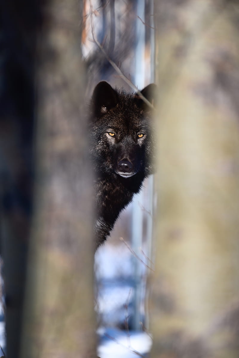 wolf, black, predator, glance, snow, winter, HD phone wallpaper