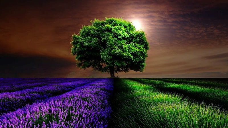 *Splendor*, sun, lush, lavender, trees, splendor, green, purple, nature, lawn, field, HD wallpaper