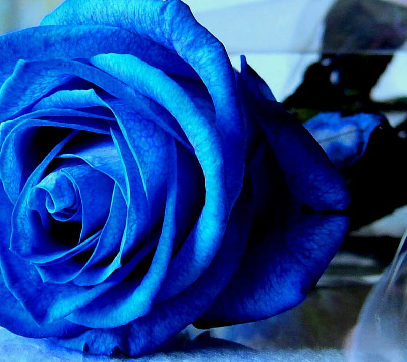 Blue Rose, flower, HD wallpaper | Peakpx