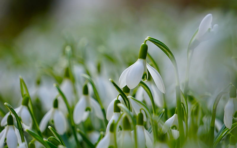 snowdrops, spring flowers, green grass, spring, white flowers, HD wallpaper