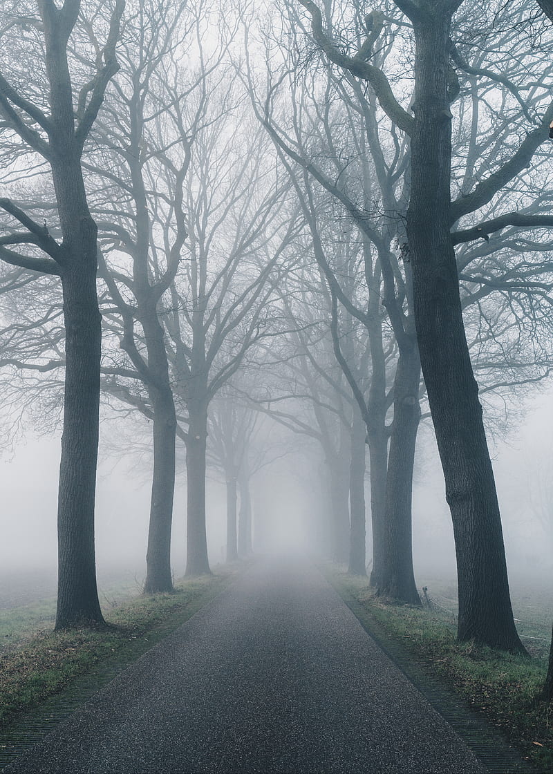 road, fog, trees, nature, HD phone wallpaper