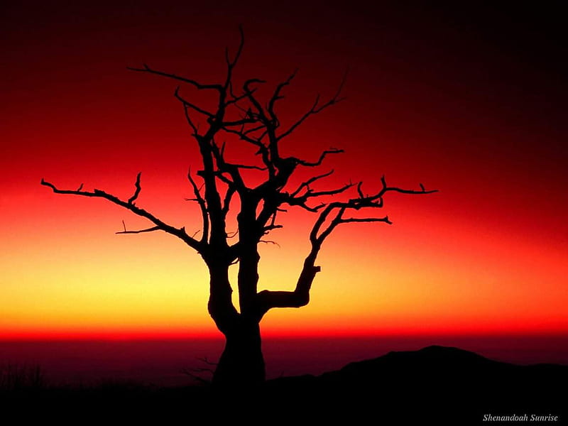 Sunrise, red, tree, sun, black, light, HD wallpaper