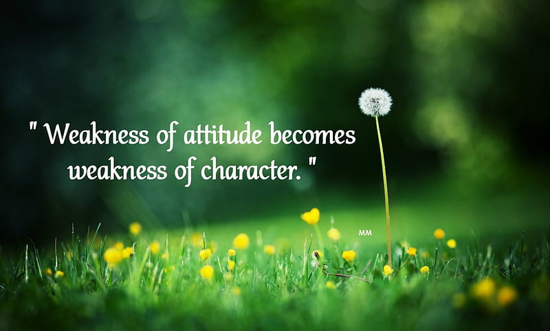 Character, thoughts, grass, quotes, words, flowers, nature, HD wallpaper