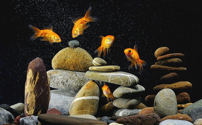 Golden fishes, pretty, lovely, fish, golden, bonito, pool, sea, cute, stones, nice, water, deep, swim, fish tank, HD wallpaper