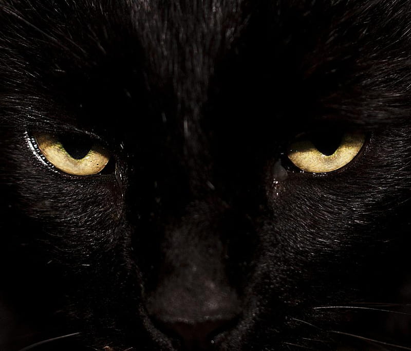 CAT EYES(For Cinzia the-panther), black, intense look, cat, eyes, HD wallpaper