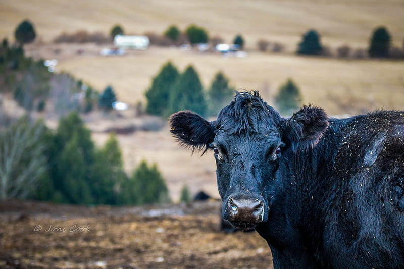 Cow, farm, HD wallpaper