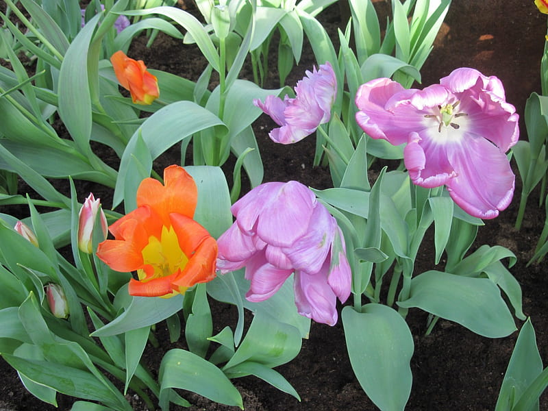 Gardener creativity 32, Tulips, graphy, purple, green, Orange, garden ...