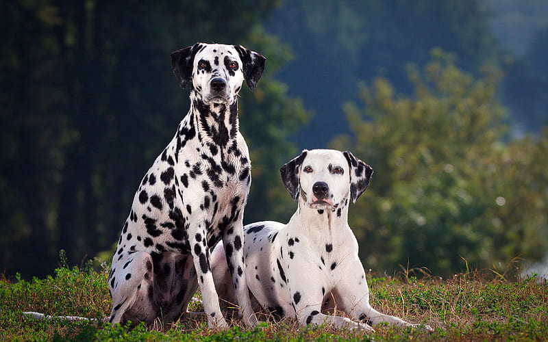 Dalmatian Dogs, lawn, domestic dog, cute animals, Dalmatian, pets, dogs, HD wallpaper