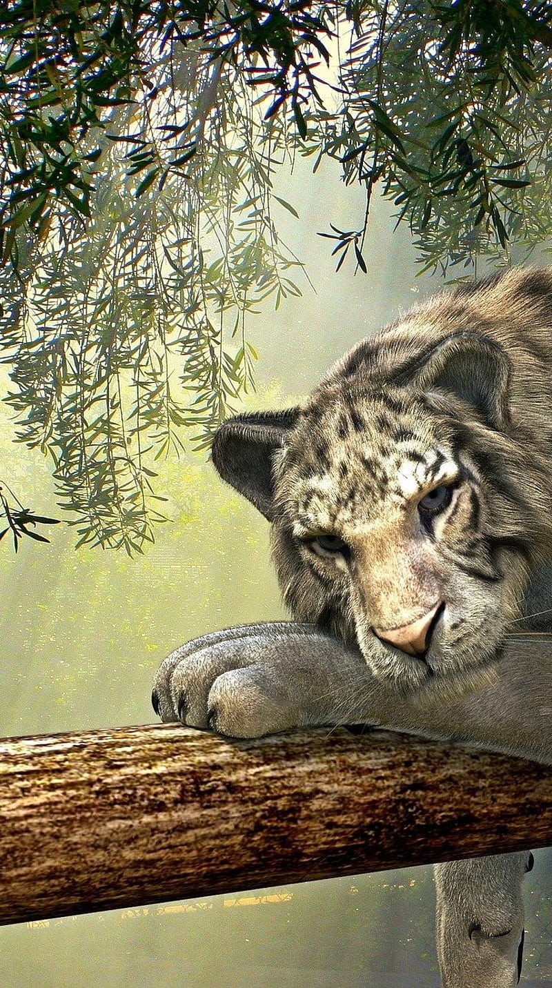 Tiger on Tree , sad tiger, tiger on tree, HD phone wallpaper