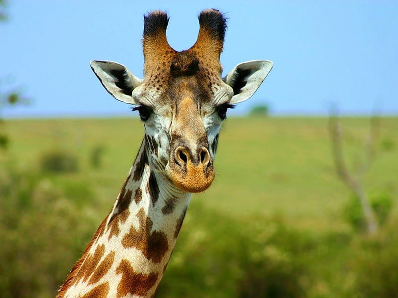 MASAI GIRAFFE, bushveld, kenya, wildlife, giraffe, antelope, africa, HD wallpaper