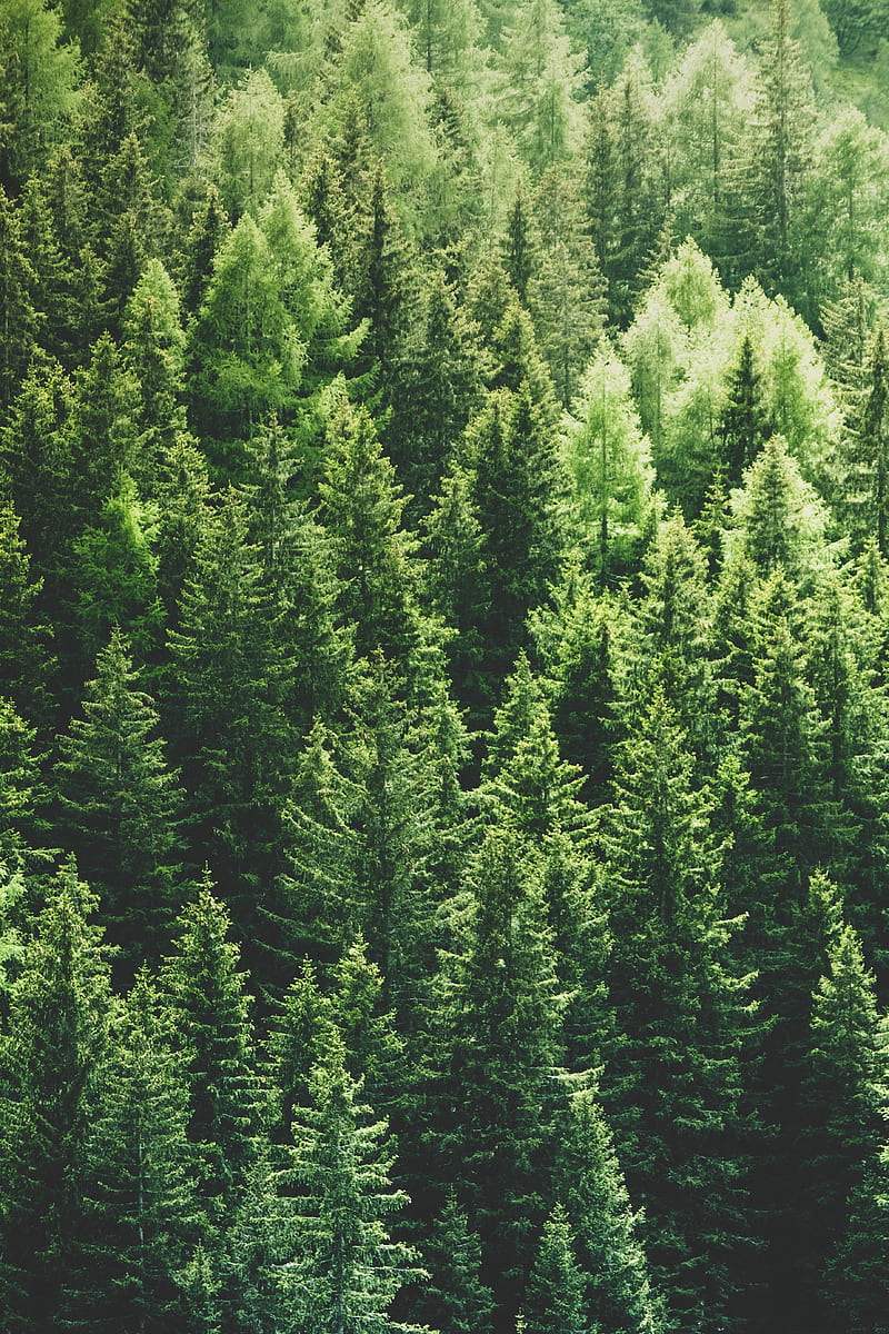 forest, trees, aerial view, pines, tops, HD phone wallpaper