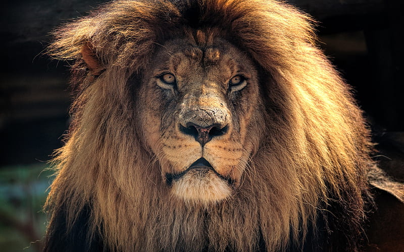 lion wildlife, predators, HD wallpaper