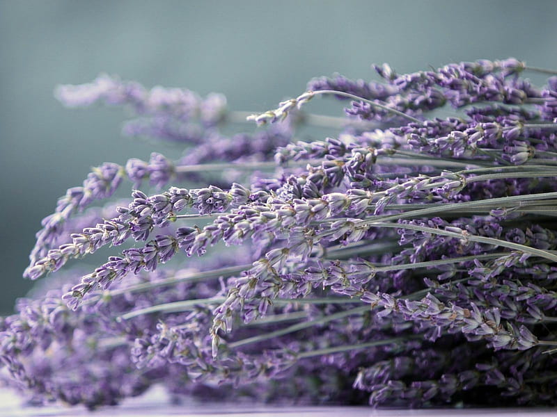 Nice violet flowers-Flowers graphy, HD wallpaper | Peakpx