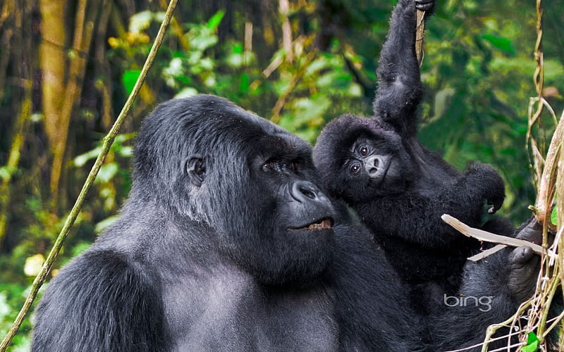 Male Silverback from Kwitonda Group with younger gorilla in Volcanoes National Park Rwanda, Kwitonda, National, Male, Younger, Group, Gorilla, With, Park, from, Silverback, In, HD wallpaper