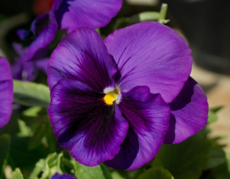 * Purple tenderness *, soft, delicate, sweet, tenderness, purple, viola ...