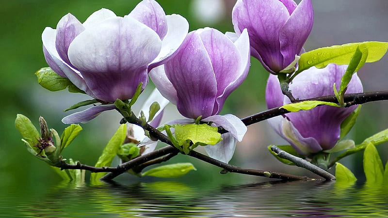 Magnolia flores de color púrpura ramitas con hojas verdes suaves, Fondo de  pantalla HD | Peakpx