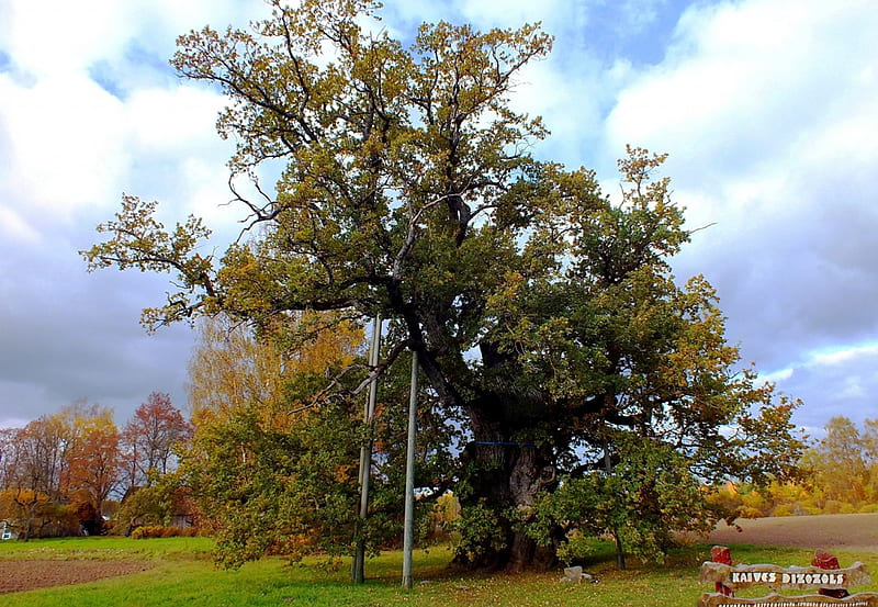 Kaive ancient oak.800-1000 years., nature, forests, trees, history, HD wallpaper