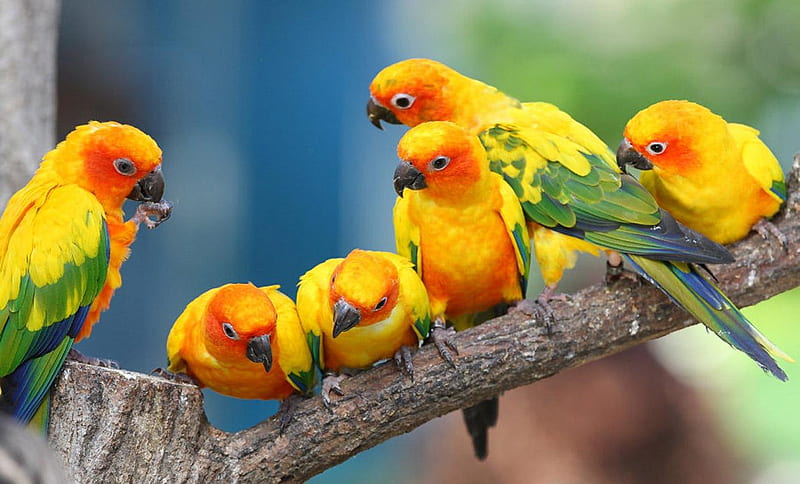Jandaya-parakeet-parrots, orange, colors, birds, yellow, macaw, green, bird, parrots, animals, HD wallpaper