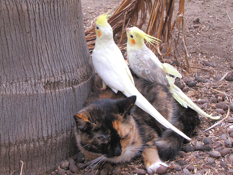 Picnic on the cat)))), red, cockatiels, brown, gray, palm, leaves, pearl cockatiel, couple, friends, pair, cat and birds, calico cat, birds, black, pets, cat, tri-color cat, lutino cockatiel, earth, HD wallpaper