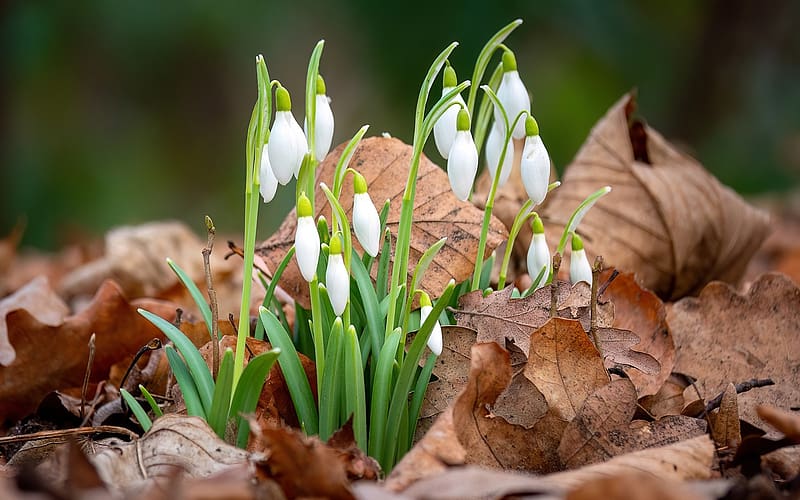 Snowdrops in Old Leaves, white, flowers, leaves, snowdrops, HD wallpaper