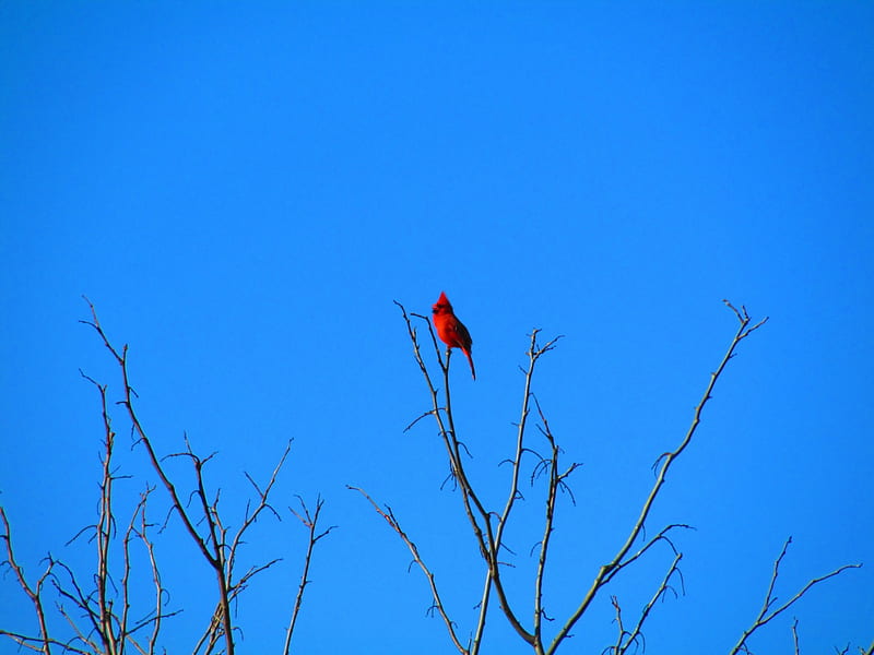 Cardinal at the Eagle Watch, birds, nature, graphy, hiking, HD wallpaper