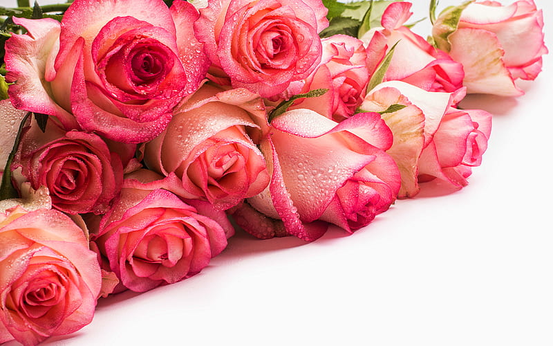 pink rose, dew, pink flowers, beautiful flowers, pink buds, roses, bouquet of roses, HD wallpaper