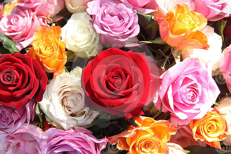 Rosas para mis amigos dn, rojas, coloridas, encantadoras, rosas, amarillas,  rosas, Fondo de pantalla HD | Peakpx