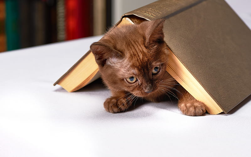 brown kitten, book, cute little animals, pets, cats, kittens, HD wallpaper