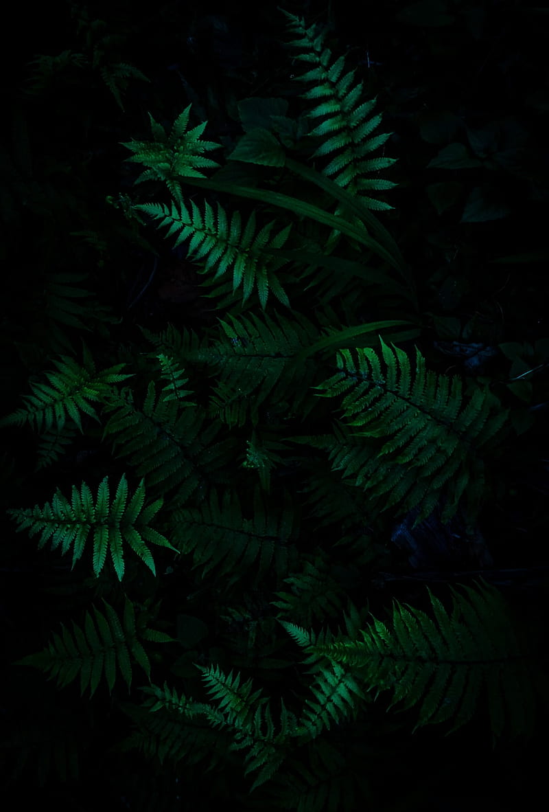 Dark Forest [], Dark Green Jungle, HD phone wallpaper