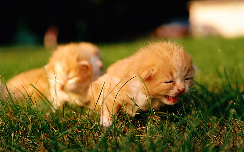 small ginger kittens, crying kitten, cute animals, little cats, pets, green grass, cats, HD wallpaper