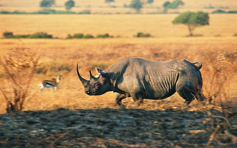 Animal, Rhinoceros, Rhino, Charging Rhino, HD wallpaper