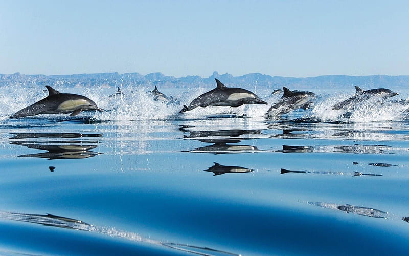 dolphins in sea-Animal graphy, HD wallpaper