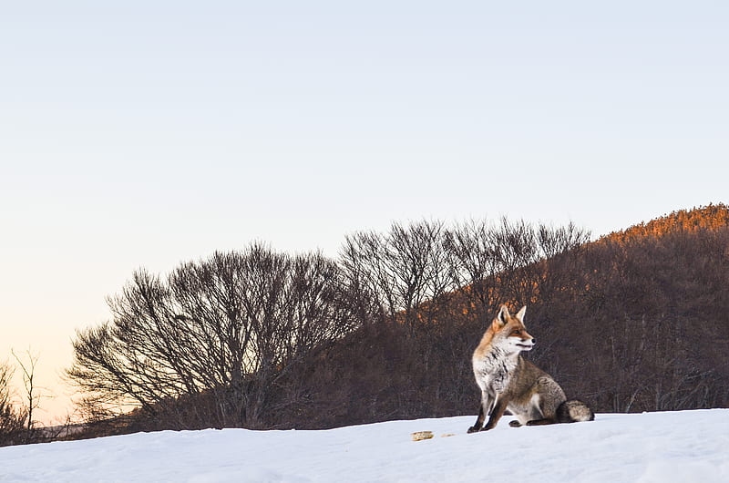 fox, animal, snow, winter, nature, mountain, montagna, trekking, sibillini, HD wallpaper
