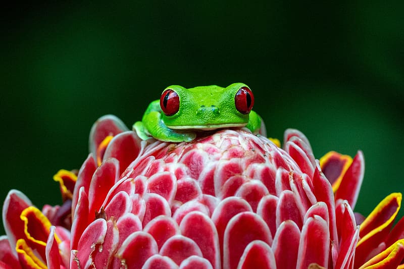 Frogs, Flower, Macro, Animal, Amphibian, Red Eyed Tree Frog, HD wallpaper