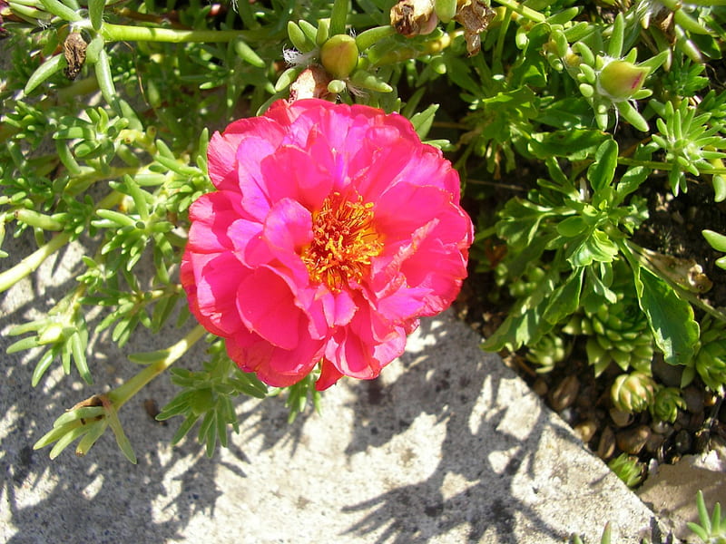 Flori de piatra 3, verde, roz, gradina, soare, HD wallpaper