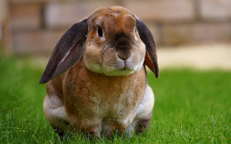 Big rabbit, green grass, pets, cute animals, big long ears, rabbit, HD  wallpaper | Peakpx