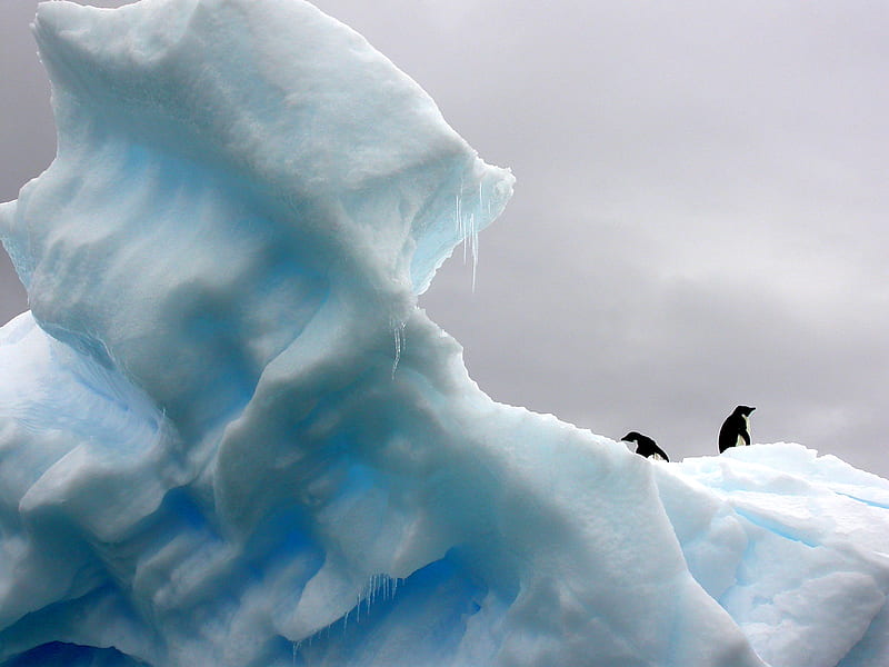 two penguins standing on top of glacier, HD wallpaper