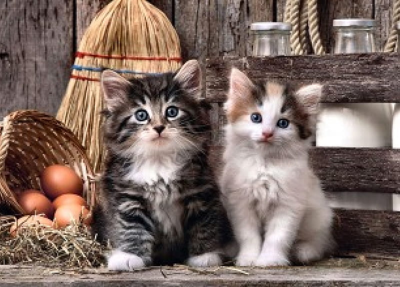 Cute Kittens F2Cmp, crate, kittens, rope, hay, broom, basket, eggs, milk, bottles, wood, HD wallpaper