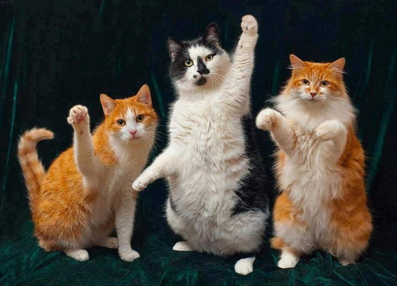 Hello, Friends !!, hands, waving, cute, ginger, black and white, funny, cat, cats, HD wallpaper