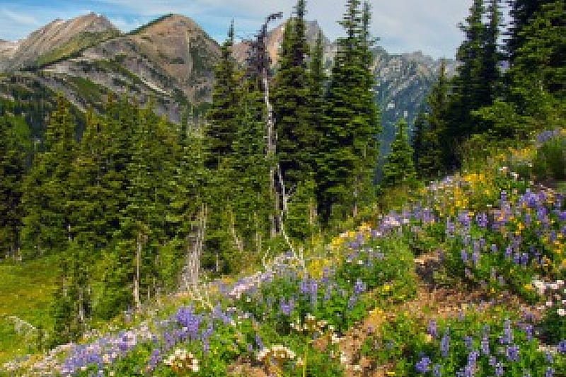 mountain meadow, forest, mountains, flowers, trail, nature, meadow, HD wallpaper