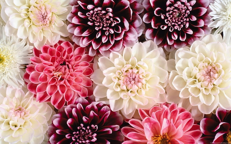 Flowers, red, autumn, chrysanthemum, flower, skin, white, carpet, pink, HD wallpaper