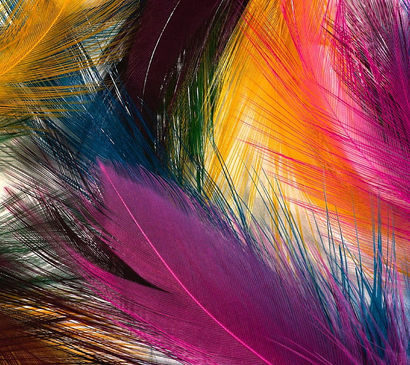 Feathered, color, colour, feather, HD wallpaper