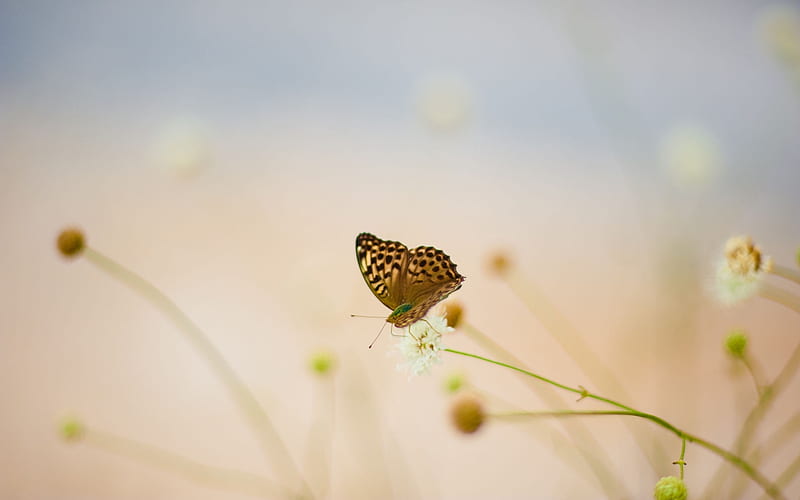 Butterfly 01, HD wallpaper