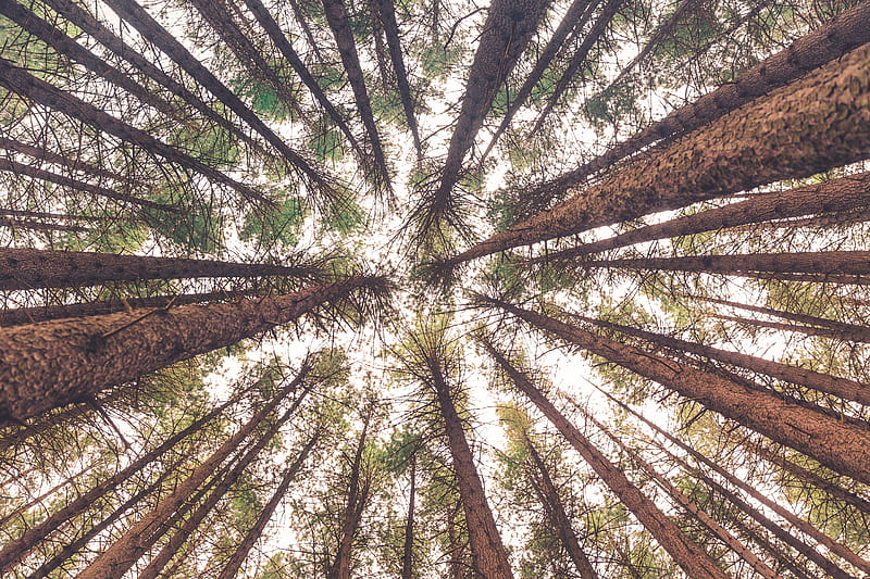 low angle view of trees, HD wallpaper