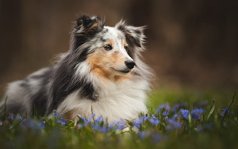 sheltie, fluffy gray dog, green grass, cute animals, pets, dogs, shetland sheepdog, HD wallpaper