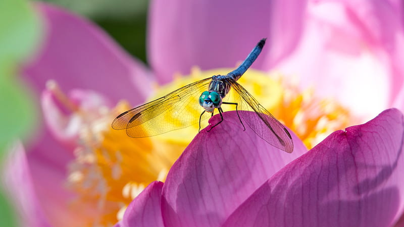 Dragonfly, peony, libelula, macro, flower, insect, yellow, pink, blue, HD wallpaper