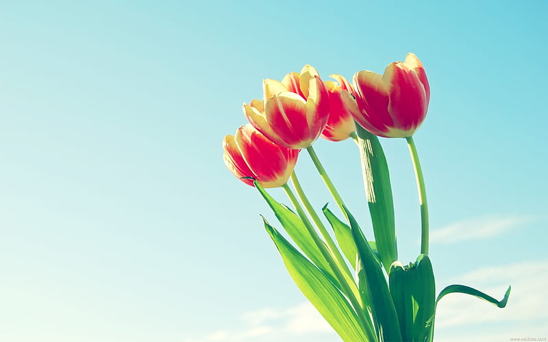 under the blue sky red tulip, HD wallpaper