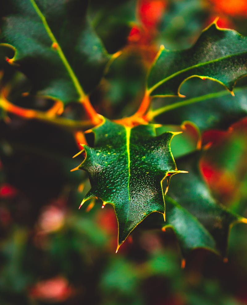 leaf, wet, dew, macro, plant, HD phone wallpaper
